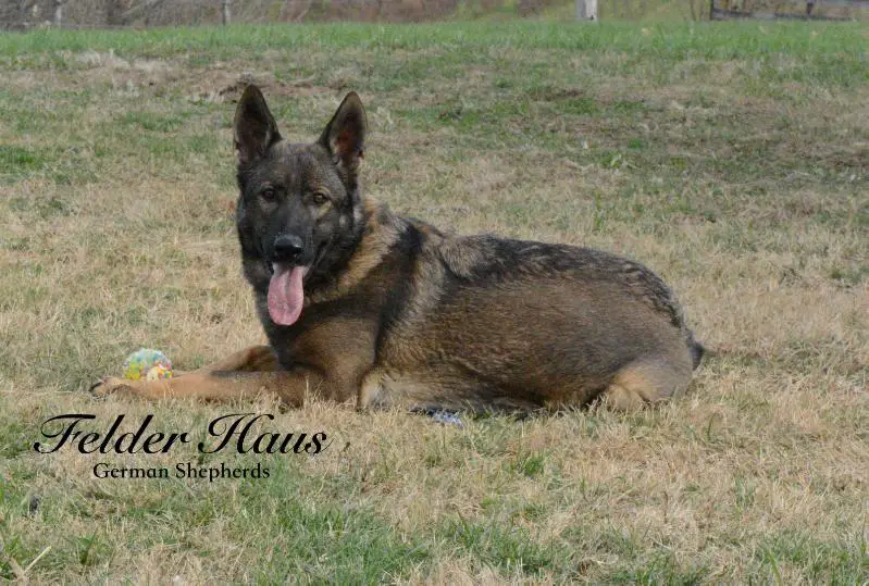 Chiara z Lomeckeho Polesi