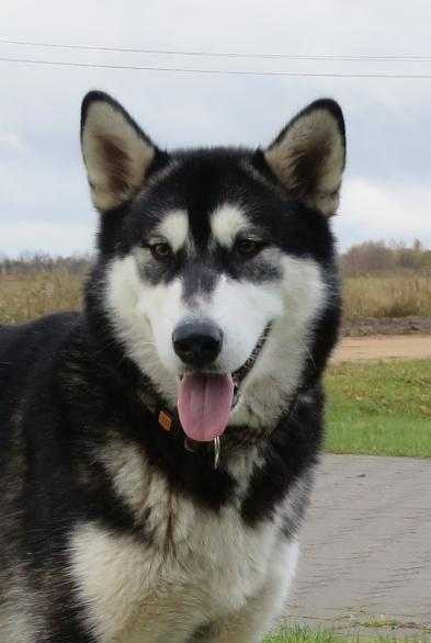 LV CH; EE CH Bonna Mokka Silla of Amarok wild