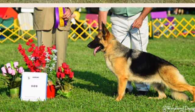 2X SEL AM/CAN CH GCH Signature's Maui Of Masrock