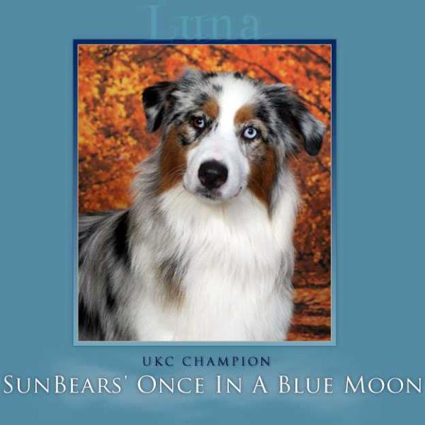 UKC CH. Sunbear's Once in a Blue Moon