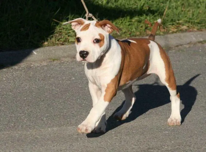 Franstal'S Justice Is Blind