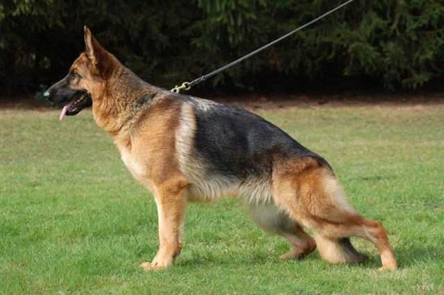 V LGZS Ronja von der Rommelsbach