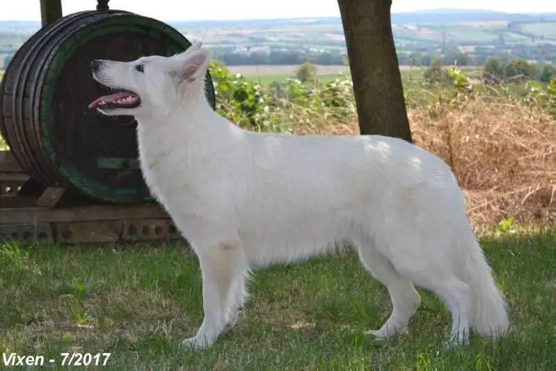 Vixen la Blankpapilio