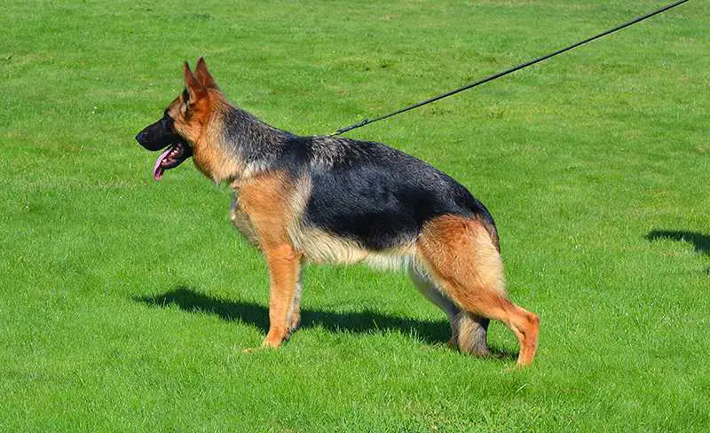 SG Suzzy da Festa da Hera