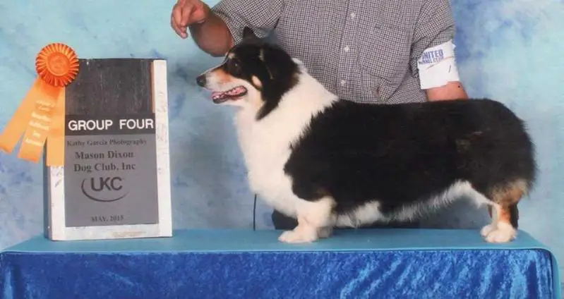 UKC Ch. Fortin's James P Sullivan