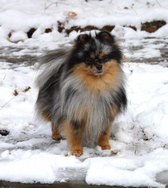 Arwin's Mystical MRL Storm