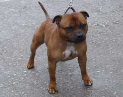 Jagsstaff St Elmos Fire