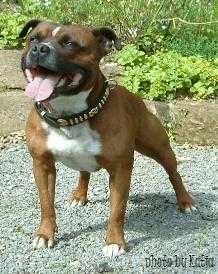 Hot Staff´s Dirty Harry