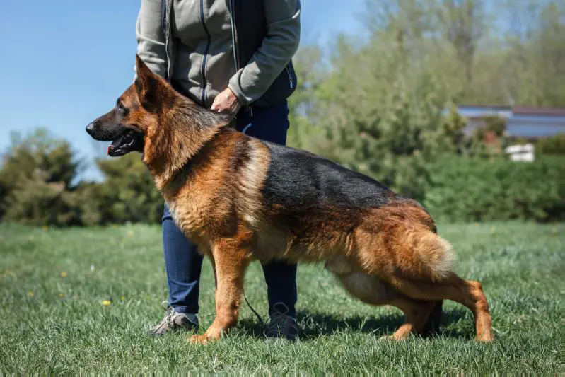 V, CAC Fox Degli Achei