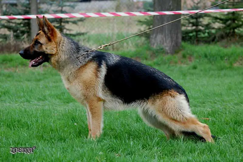 CAC, CACIB, BOS Bella Pla-Ren