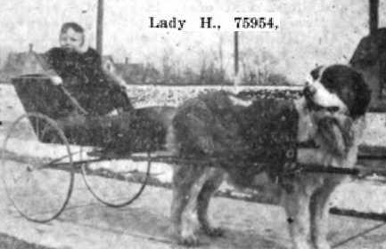 Lady H 75954