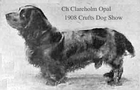 CH (Eng) Clareholm Opal