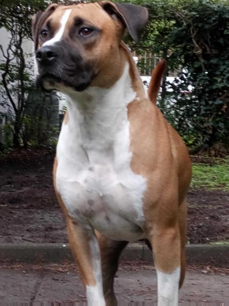 Blue Amstaff Defender of Honor