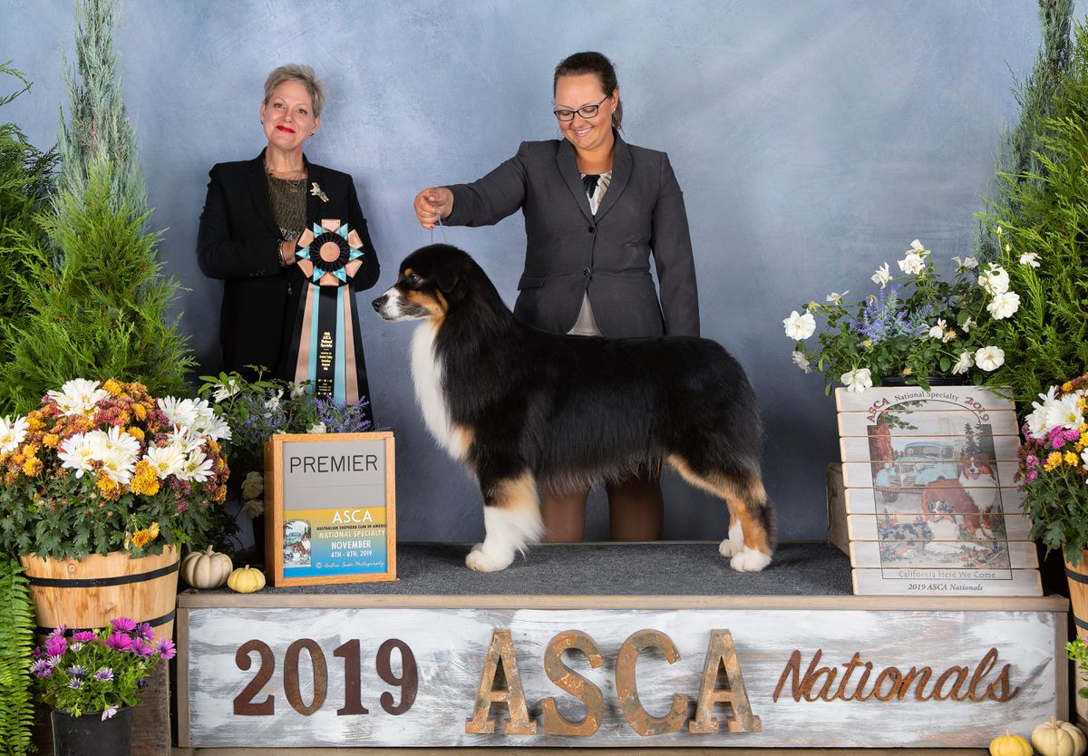 AKC/ASCA CH Trilogy's Captured By Perfection