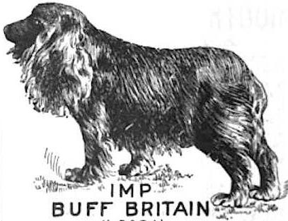 Buff Britain (065371)