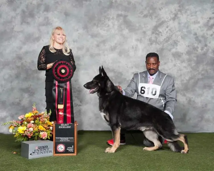 2018 Canadian GV, 3x (US) SEL Exc GrCH CH Bomar Agon De Rancho Backachers