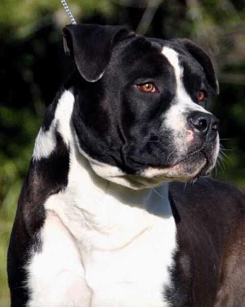 Mallabrigo & Casubra Barak Obama