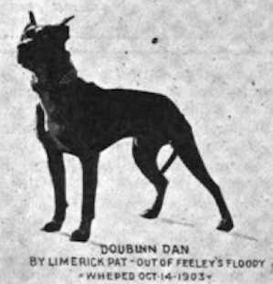 Doublinn Dan