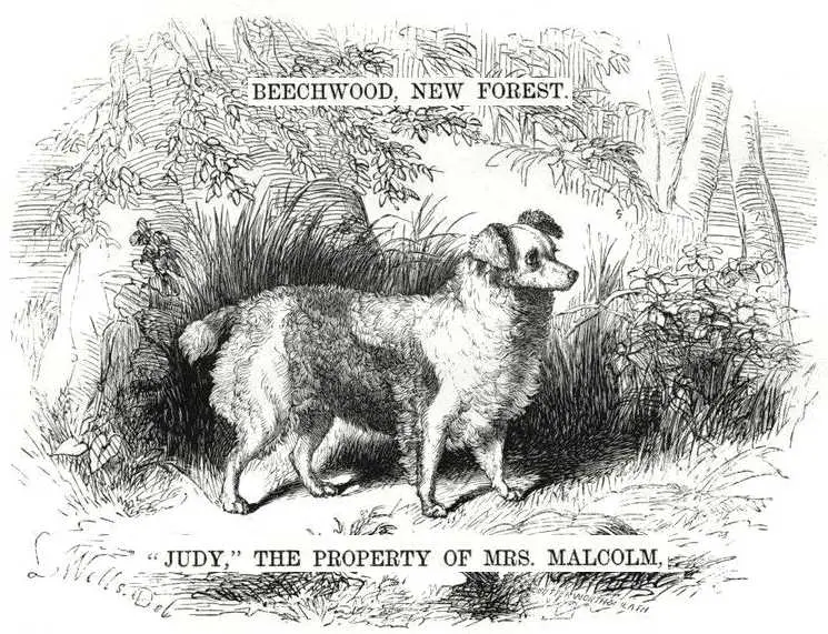 Judy (~1867) [Mrs Malcolm's]