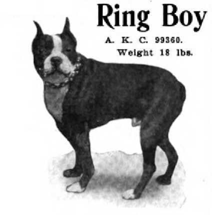 Ring Boy 099360 vXXIII