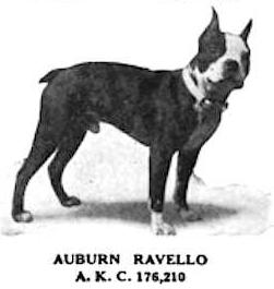Auburn Ravello 176210