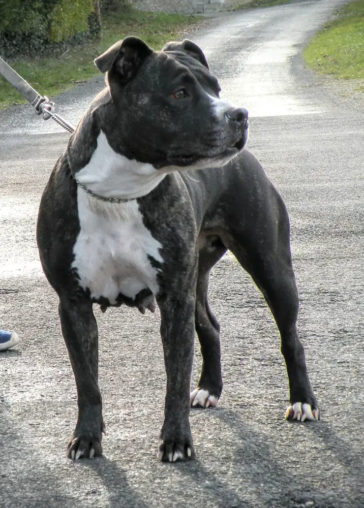 Jocka Atigrada Panther of Stafford