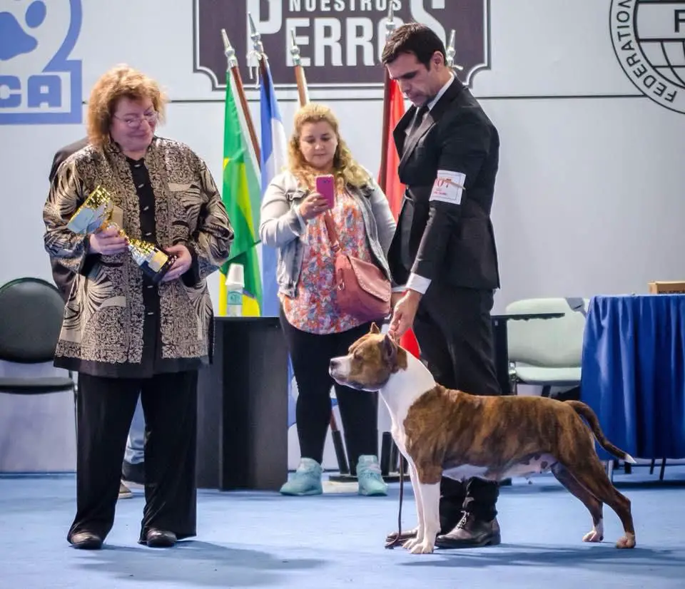 JCh. Arg/Bra/Par/Uru, Ch&GCh Arg/Uru/Chi, W SICALAM Mult BIS KRAFTFELD EBMON POAS