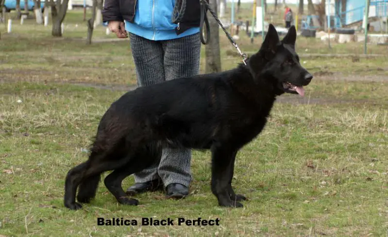 Baltica Black Perfect