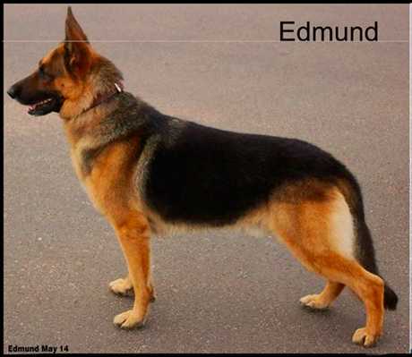 Adasdf Edmund