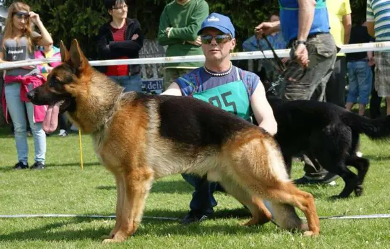 SG 3 Berry Red Hurricane