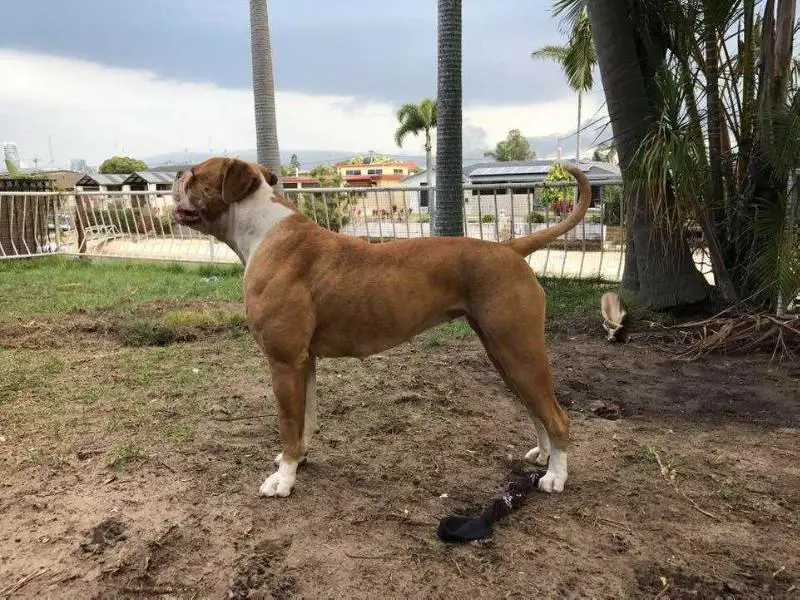 AAB's Sadie of J&M's (NZ import)
