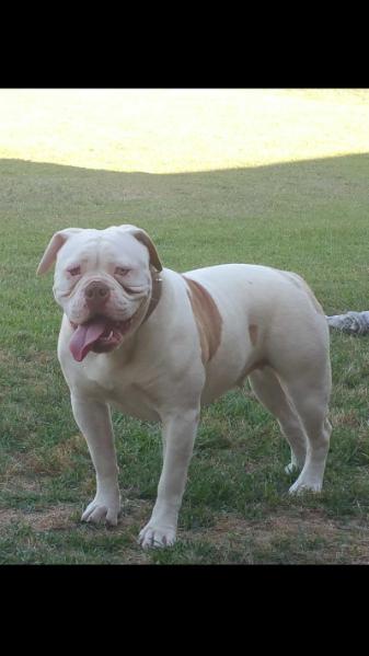 LADY JUNE DL'S BERBER