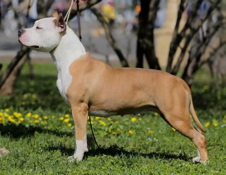 Ch.RUS,RKF,Grand Style Smile Cosmic Latte