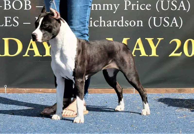 JBIS SBK THE ONLY ONE FIRST LADY