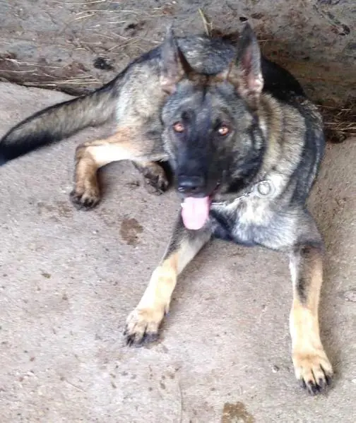 LE Analaya's Blinging Blitz