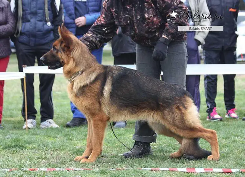 JCH RU Balaris SMART