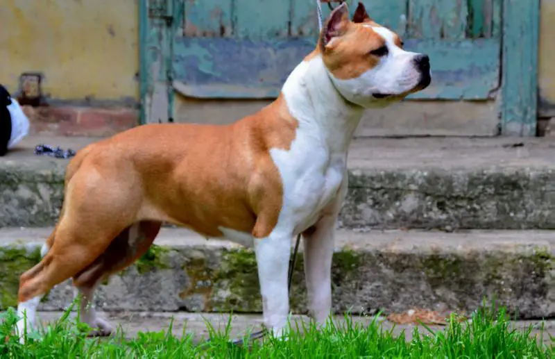 THE ONLY ONE DIVA ED DIN LYNN