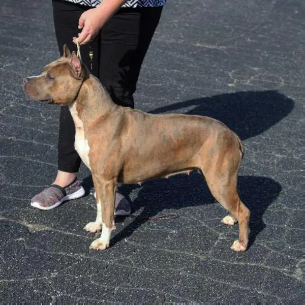 Ducipal Hit and Run of Ringmaster