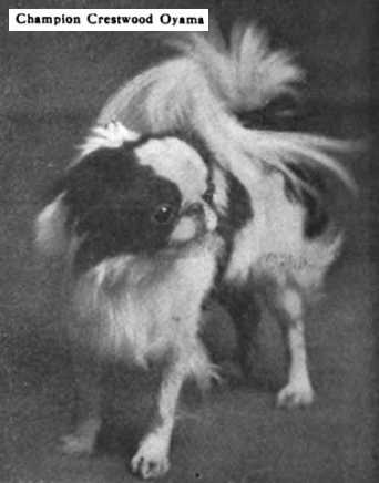 CH Crestwood Oyama (c.1908)
