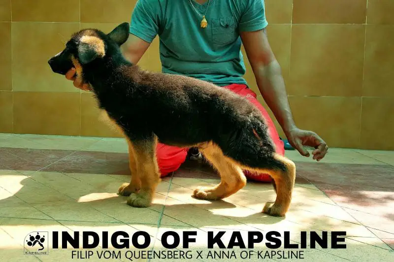 Indigo Of Kapsline