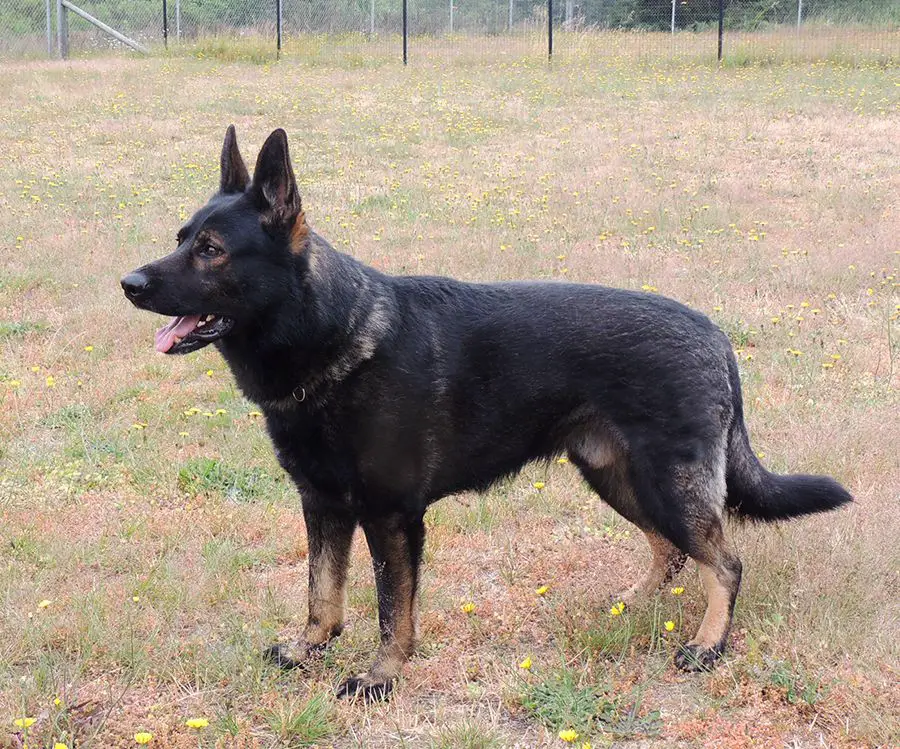 Zamborro von Schraderhaus