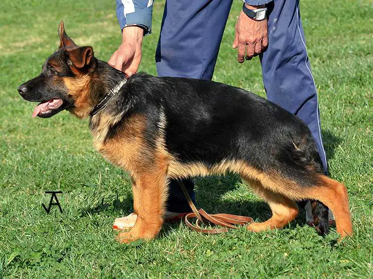 Dandy de los Nazaríes