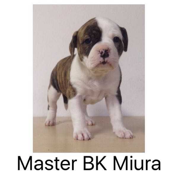 Master BK Miura