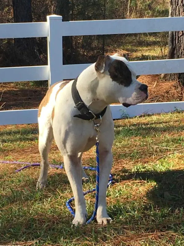 BBBulldog's Gypsie of Dunn Brokus