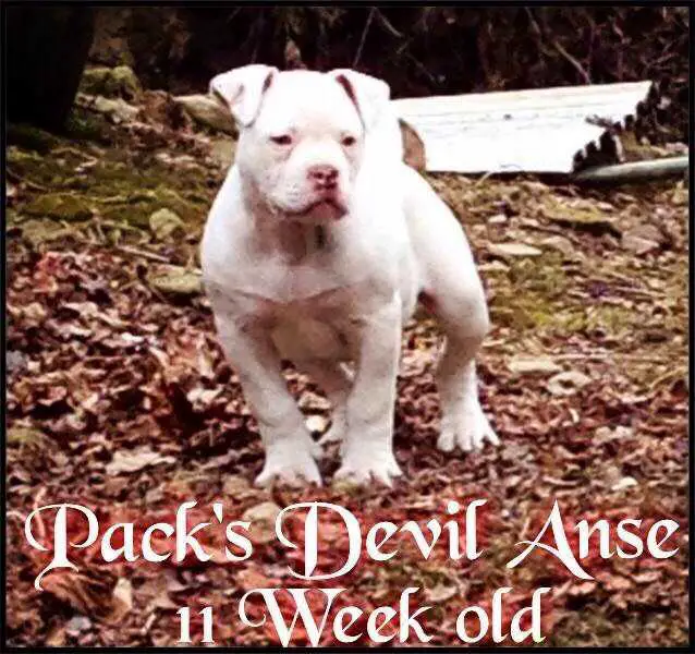 Pack's/Dean Devil Anse