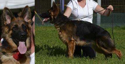 Leya du Domain de Lokus