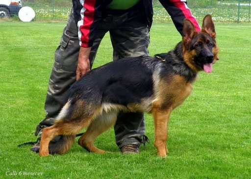 Real Canterina Calla