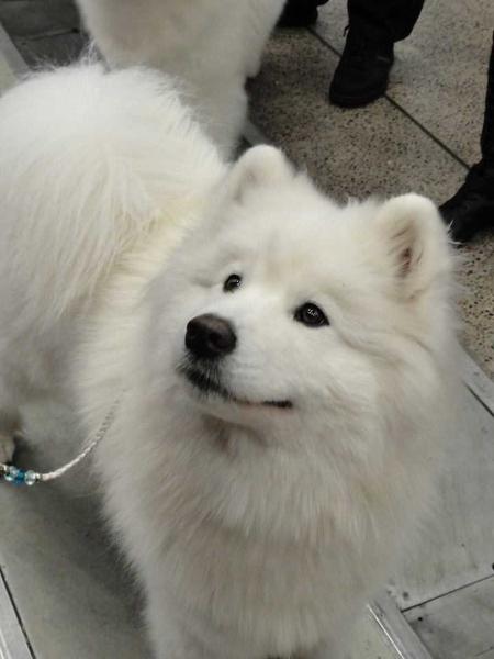 LTJCH Mazoji Loke Cotton Ball