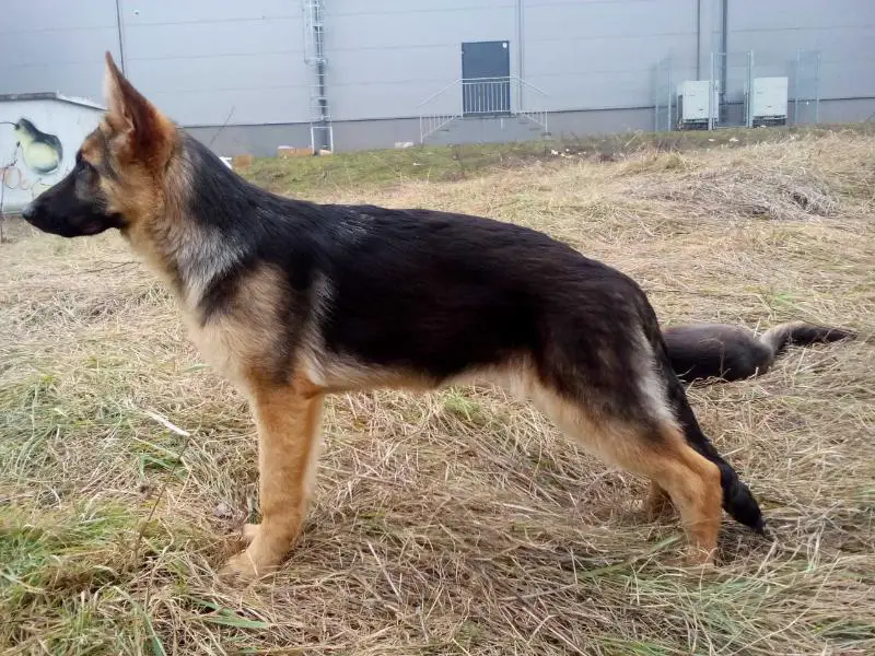 Qvena v.d. Alexander