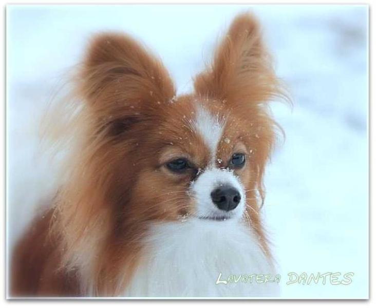 JCH BLR, CH BLR Lavatera Dantes